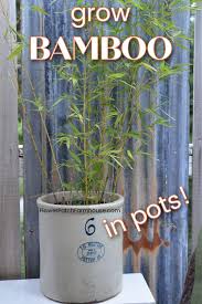 Grow Lush Bamboo In Pots Flower Patch
