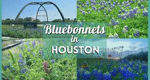 Bluebonnets Houston 25 Places To Enjoy