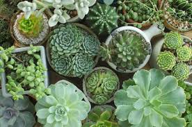 How To Grow Succulents And Create A