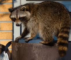 How To Prevent And Get Rid Of Raccoons