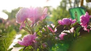 Flower Garden Stock Footage