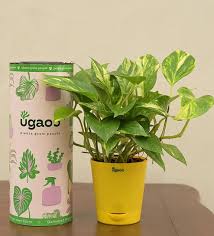 Buy Natural Plants Upto 50 Off