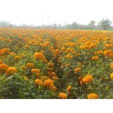 Marigold Flower Plant At Best In