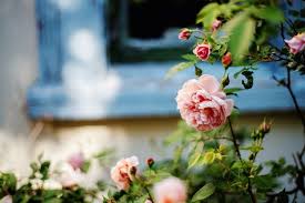 The Sweet Scent Of Roses Countrylife Blog