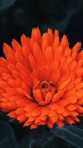 Orange Flower Iphone Hd Wallpapers Pxfuel