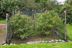 Keep Rabbits Out Of Your Garden