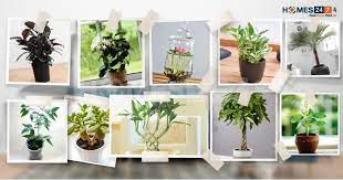 Top 10 Lucky Plants For Home List Of