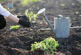 Eight Australian Gardening Blogs To