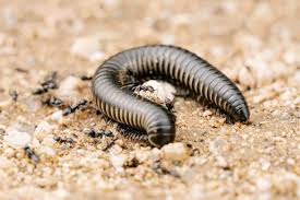 Millipedes In Las Vegas