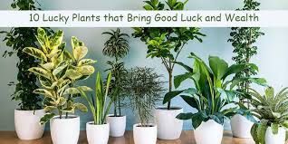 Lucky Plant Plants Lucky Bamboo Plants