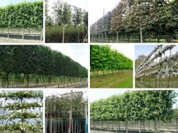 Pleached Trees A Guide For Above