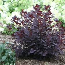 12 Deer Resistant Plants For Fall Color