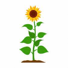 Farm Fruit Harvest Plant Sunflower