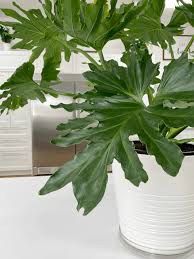 Philodendron Hope Oum Care