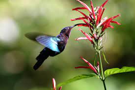 Top 5 Plants To Attract Hummingbirds To