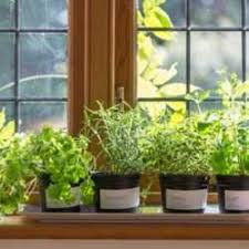 The Fundamentals Of Herb Gardens