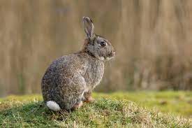Keep Rabbits Out Of Your Garden