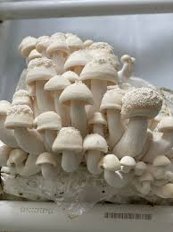 Fff E Book Growing Gourmet Mushrooms