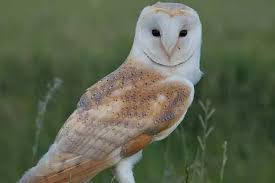 Four Owlets Born At Gowy Meadows Site