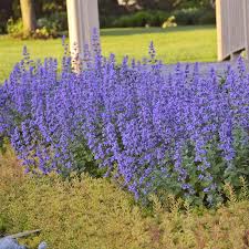 15 Dog Friendly Plants For Your Garden