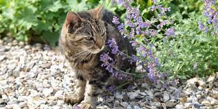10 Herbs That Are Toxic To Cats And 7