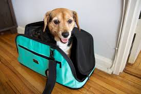 11 Best Pet Carriers Of 2023 Reviewed