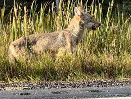 Ban Recreational Wolf Hunting