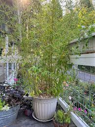 Grow Lush Bamboo In Pots Flower Patch