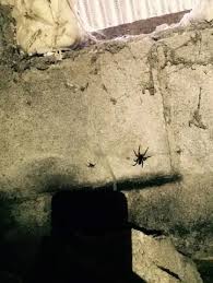 Basement Bugs Pests Creepy Crawlers