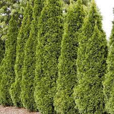 Tall Emerald Green Arborvitae Thuja