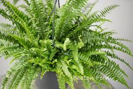 Types Of Ferns You Can Grow Indoors And