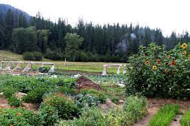 Gone Wild How To Grow Vegetables In