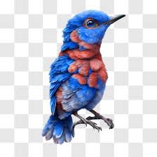 Blue Bird With Red Feathers Png