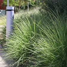 Native Grass Alternatives To Lawns