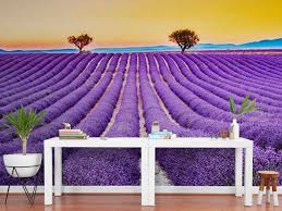 Provence Wall Mural Lavender Field Wall