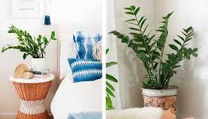 11 Indoor Plants For Beginners