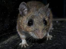 Worried About Mice In The Basement