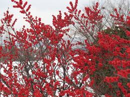6 Rockin Red Plants For Winter Gardens