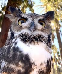 Great Horned Owl Sacramento Zoo