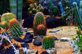 25 Beautiful Cactus Garden Ideas