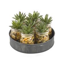 Mini Aloe Plants In Small Glass Jars On