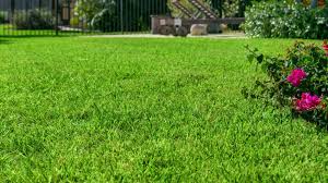 Floratam Grass