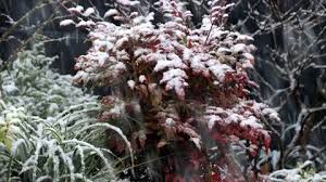 Snow Falling In Garden On Plants