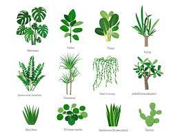 House Plants Or Flowers With Names Isolated