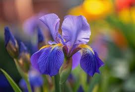 Iris Meaning And Symbolism In The