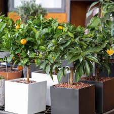 Growing Dwarf Citrus Plants In The
