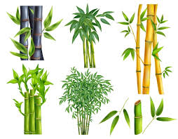 Free Vector Realistic Bamboo Icon Set