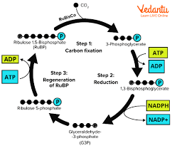 Dark Reaction Of Photosynthesis Learn