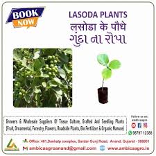 Gunda Lasoda Plants Grafted For