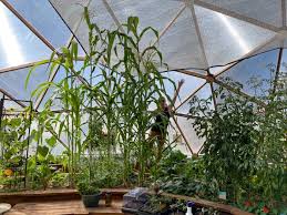The Ultimate Guide To Growing Corn In A